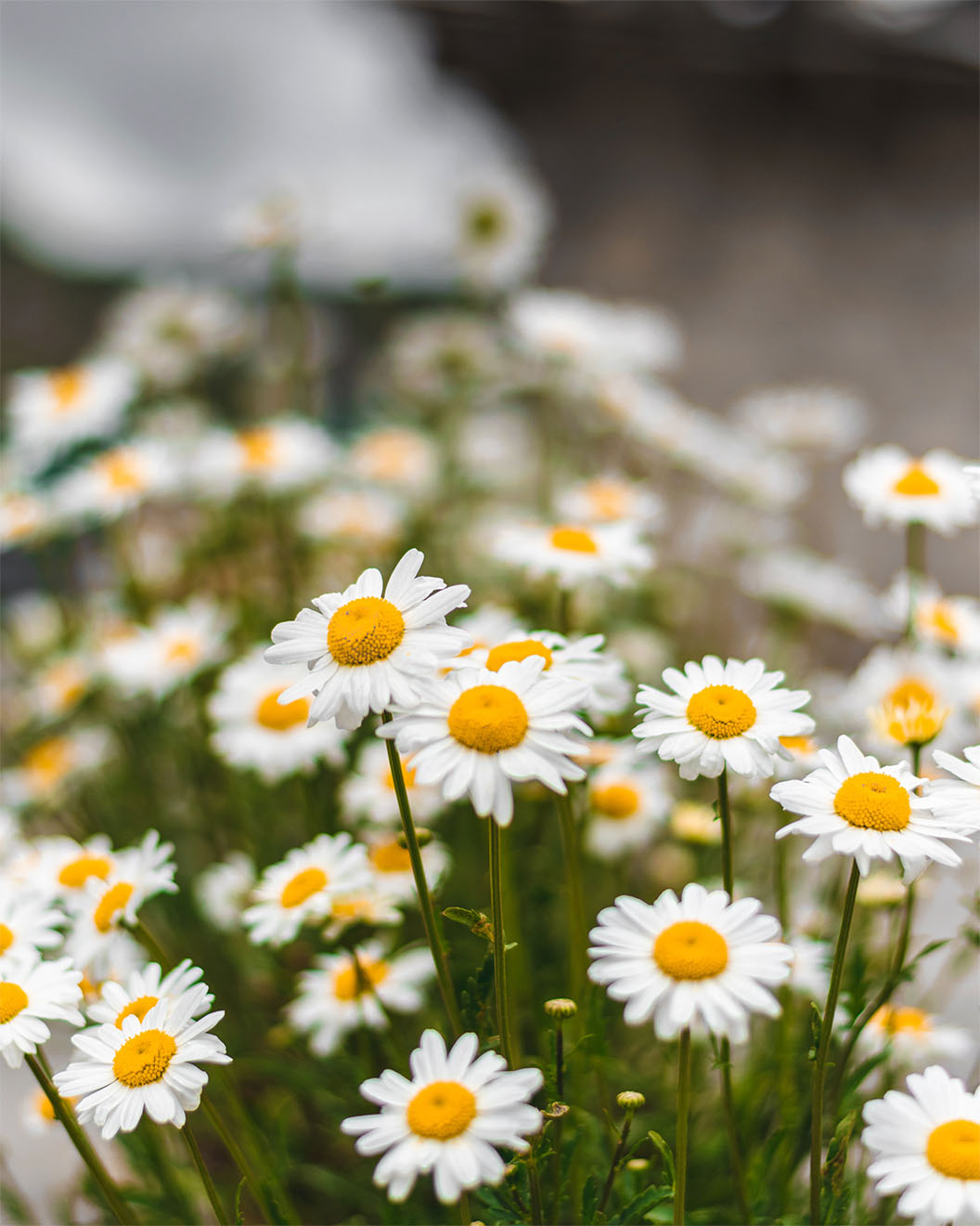 close up of daisys