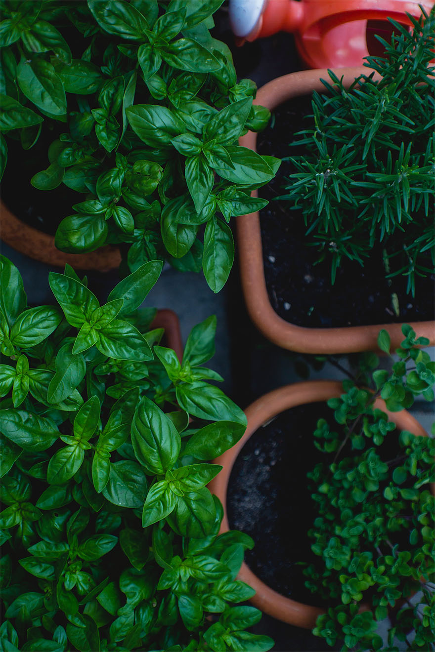 close up of 4 green plants in pots