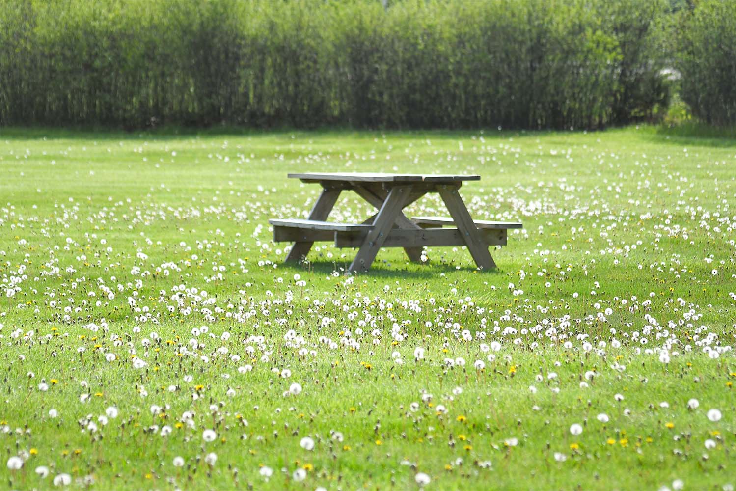 bench in the middle of a field